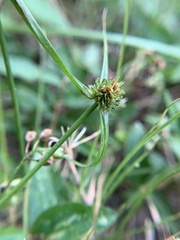 Cyperus metzii
