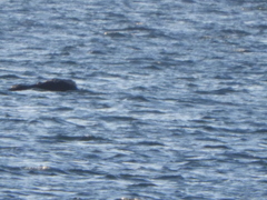 Eubalaena glacialis