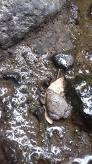Hypopachus