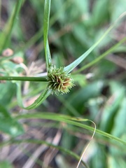 Cyperus metzii
