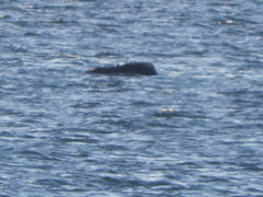 Eubalaena glacialis
