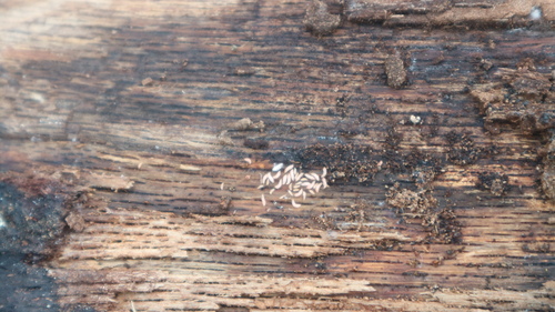 strapky (Thysanoptera)