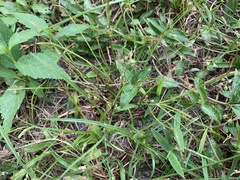 Cyperus metzii