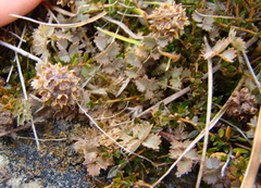 Acaena inermis