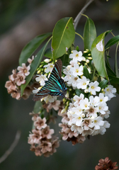 Cordia gerascanthus