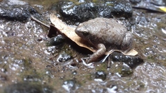 Hypopachus