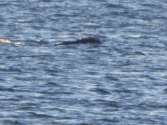 Eubalaena glacialis
