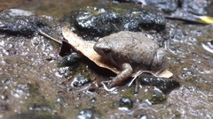 Hypopachus