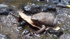 Hypopachus