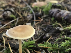 Baeospora