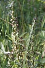 Pedicularis parviflora