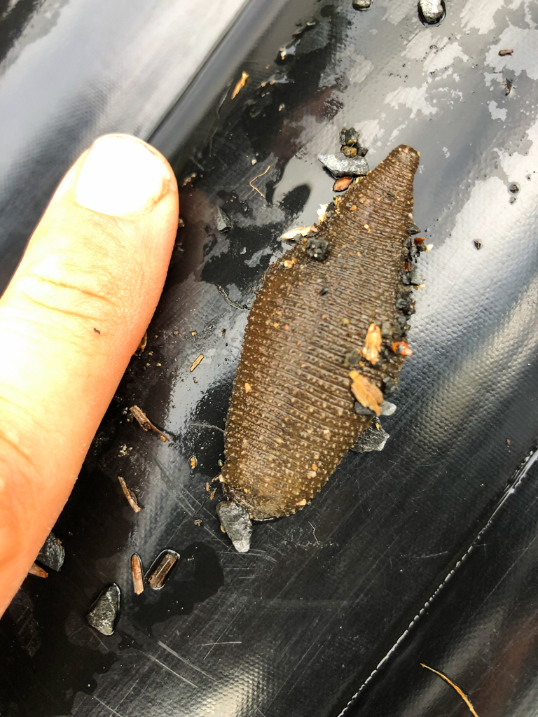 Helobdella triserialis