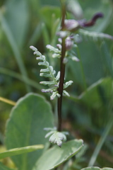 Pedicularis parviflora