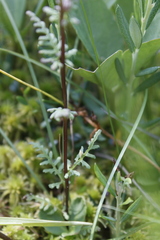 Pedicularis parviflora