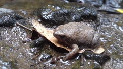 Hypopachus