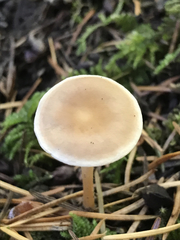 Baeospora