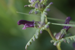 Pedicularis parviflora