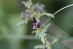 Pedicularis parviflora