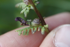 Pedicularis parviflora