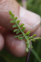Pedicularis parviflora