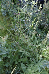 Pedicularis parviflora