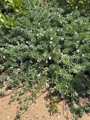 Heliotropium anomalum