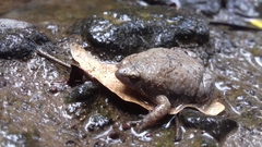 Hypopachus