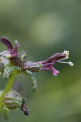 Pedicularis parviflora
