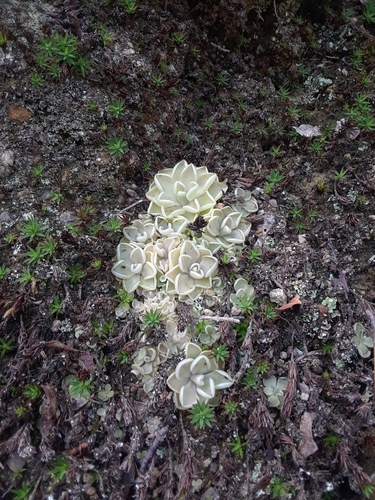 Pinguicula debbertiana