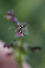 Pedicularis parviflora