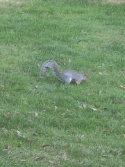 Sciurus carolinensis