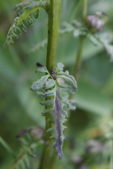 Pedicularis parviflora