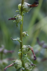 Pedicularis parviflora