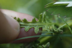 Pedicularis parviflora