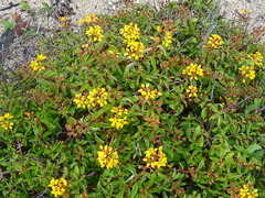 Galphimia glauca