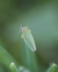 Draeculacephala angulifera