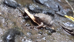 Hypopachus