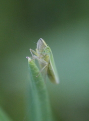 Draeculacephala angulifera