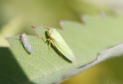 Draeculacephala angulifera