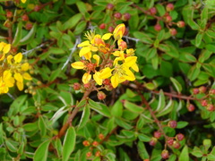 Galphimia glauca