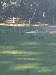 Branta canadensis