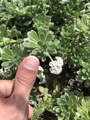 Heliotropium anomalum