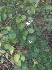 Symphoricarpos albus