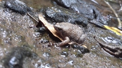 Hypopachus