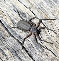 Morebilus plagusius