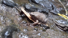 Hypopachus
