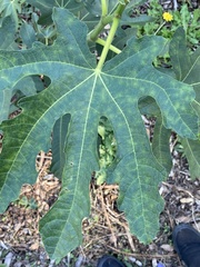 Fig mosaic emaravirus