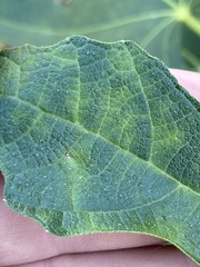 Fig mosaic emaravirus