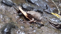 Hypopachus