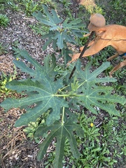 Fig mosaic emaravirus